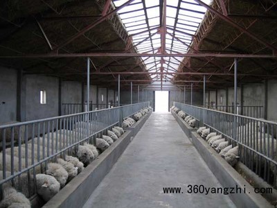 羊养殖场消毒技术