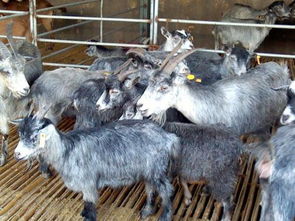 供应纯种青山羊 白羊羔 肉羊图片 高清图 细节图 山东鄄城京辉养殖 个体经营 