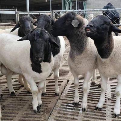 免费技术服务 陕西杜泊羊养殖场 杜泊绵羊价格 通凯养殖 杜泊羊怀孕母羊