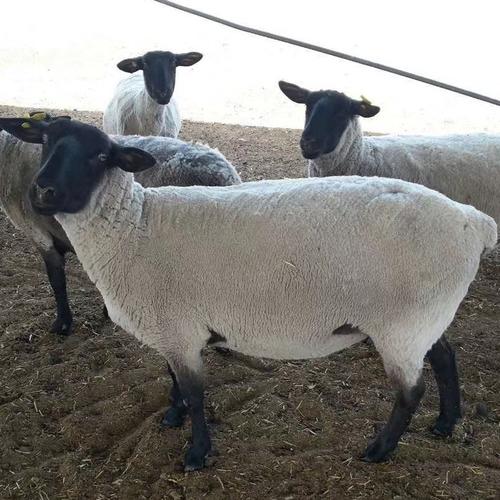 改良杜泊羊养殖 黑头杜泊羊价格 附近大型种羊场在哪里